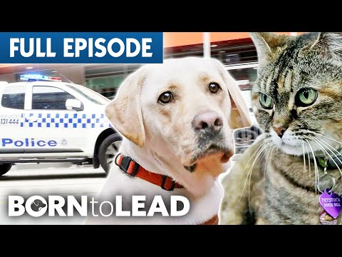 Guide Dog&rsquo;s Final Exams Bring Challenges Big & Small | Born to Lead Episode 3 | Bondi Vet