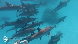 Dolphins | Dolphin House | 09.03.2020