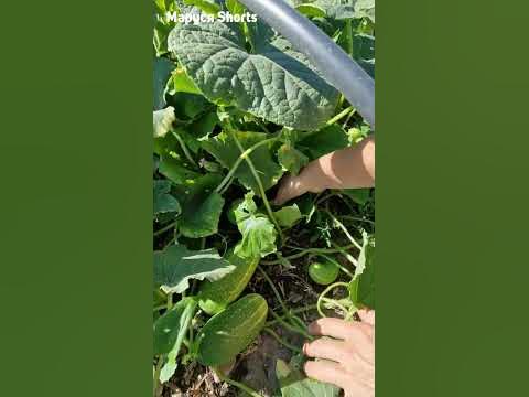 🥒ОГУРЦЫ НЕ ПОЛИВАЮ 🚿ТОП ЛУЧШИХ СОРТОВ БЕЗ ПОЛИВА@-MarusyaShorts- - YouTube