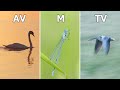 How to Choose Exposure Modes for Different Situations in Wildlife Photography