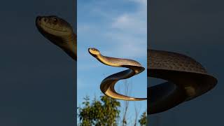 Ular Ini Bisa Terbang  -  Dan Asalnya dari Indonesia
