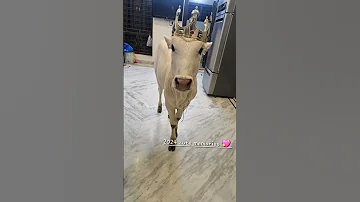 Some Cute Memories Of Nandi 2024 Nandi Minicownandi Trendingshorts Viralvideo Youtubeshorts 