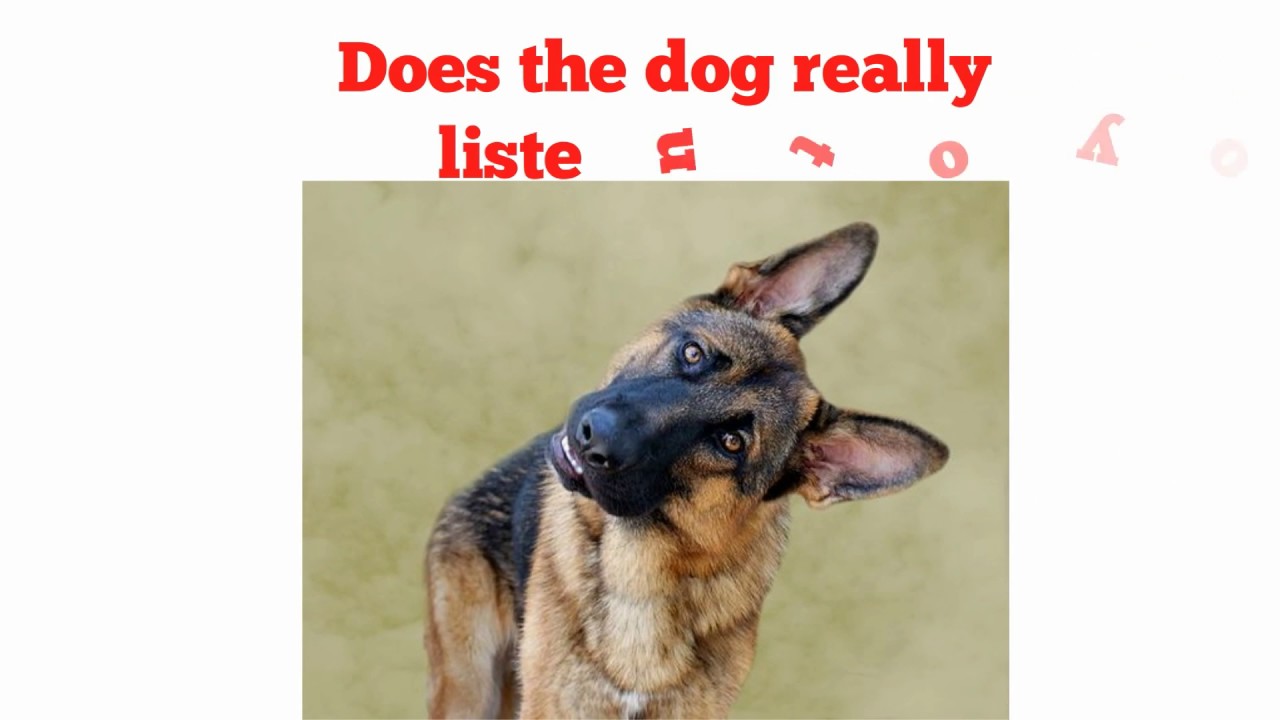 german shepherd owners guide