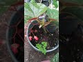 Begonia ala de Angel reproducion facil,how to propagate Angel wing begonia.