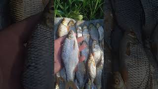 Крупная плотва 🎣🐟