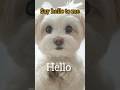 Say Hello To The CUTEST Animals! You Won't Believe How They Greet You!