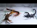 Con cua Bọ Cạp Rít Chúa - Crab Scorpion Centipede