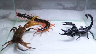 Con cua Bọ Cạp Rít Chúa - Crab Scorpion Centipede