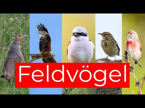Video: Vogel mit schönem Schwanz: Name mit Foto, Beschreibung, Lebensraum