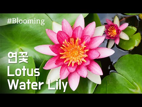 연꽃 피는 모습 / Water Lily, Lotus / 개화