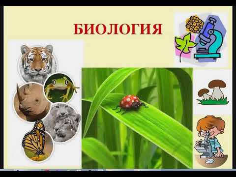 Video: Уулуу козу карындар