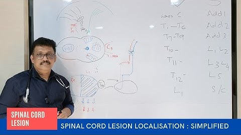 Neurologische lokalisatie bij spinale letsels || Lokalisatie van spinale letsels