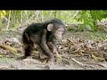 NASA Joins Jane Goodall to Conserve Chimpanzee Habitats