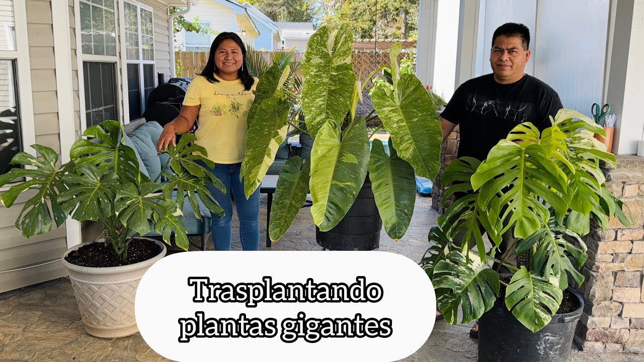 TRASPLANTANDO PLANTAS GIGANTES Monstera philodendron