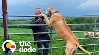 Grandpa Brings His 200Pound Dog Everywhere | The Dodo