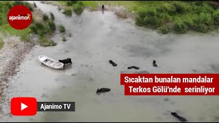 Sıcaktan bunalan mandalar Terkos Gölü'nde  serinliyor