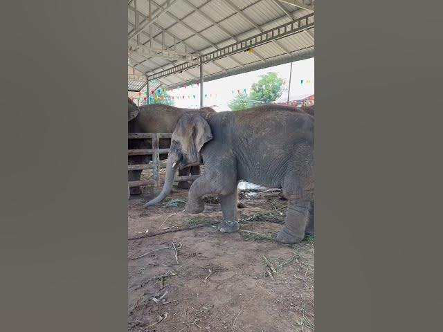 กวนมาก #cute #shorts #funny #viral #anime #elephant #india #viralvideo #yearofyou #ช้าง