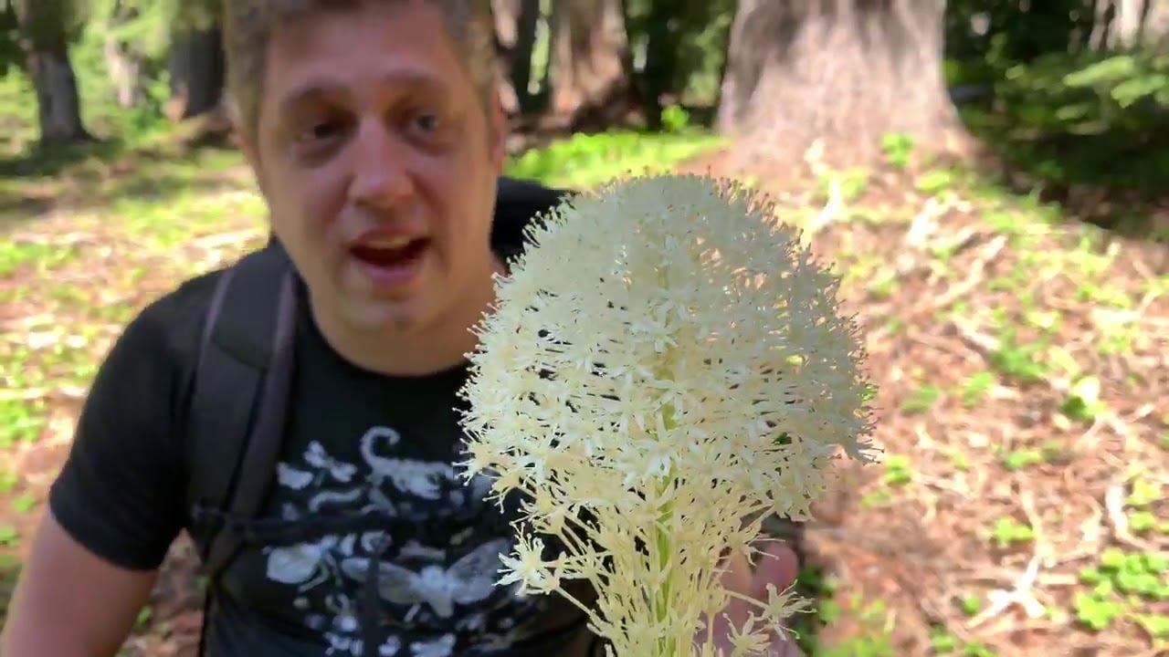 Bear-grass and its many amazing uses. 