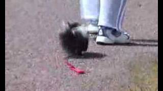 Tyler the baby skunk