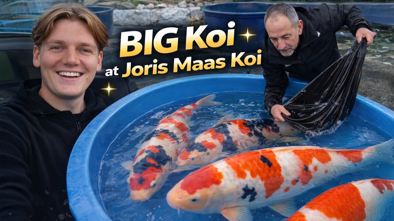 Van Tosai tot 70cm+ Reuzen | GROTE Koi bij Joris Maas Koi
