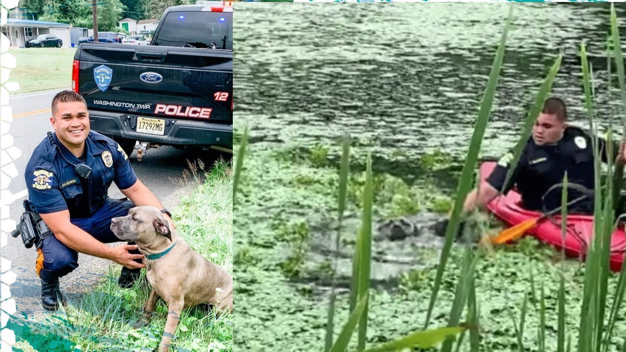 Police Officer Uses Kayak To Save Dog From Drowning In Muddy Pond - YouTube
