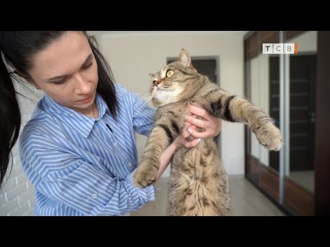 Как держать кота, чтобы он не кусался