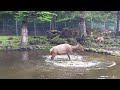池ではしゃぐワピチ（富士サファリパーク）