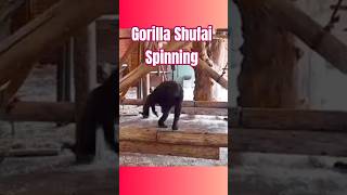 Dance Like A Gorilla
