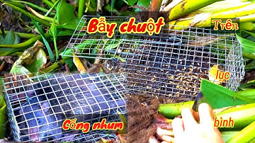 Đặt bẫy chuột cống nhum ngoài sông , trên những chiếc lục bình . #minhđiềntv