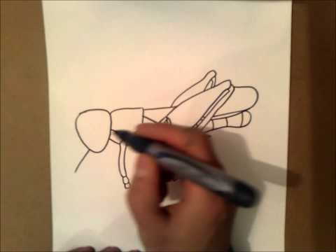 Vidéo: Comment Dessiner Une Sauterelle