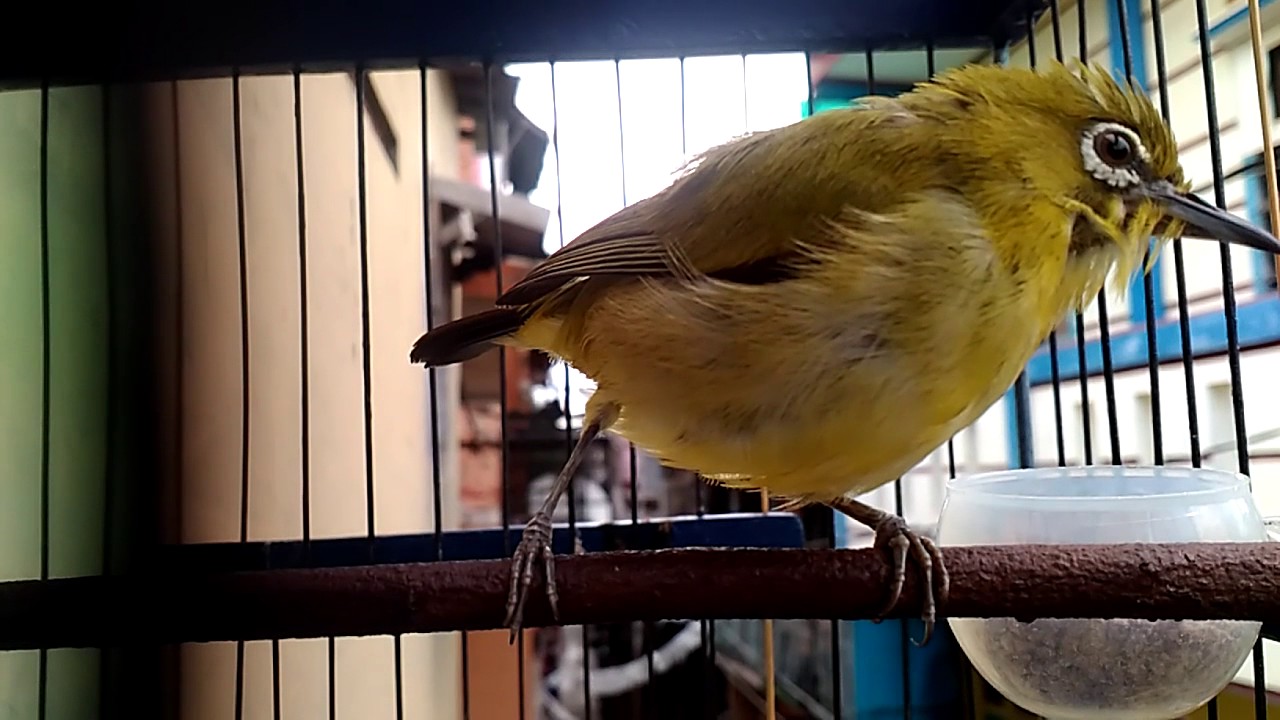 Pleci dakun garut tooop - YouTube