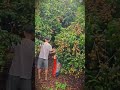 the best time to harvest longan fruit when it is thick #shorts