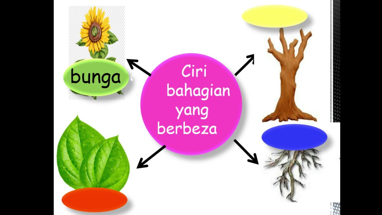 Sains Tahun 1 Kepentingan Bahagian Tumbuhan Youtube  Riset