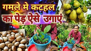 बीज से कटहल के पौधे उगाएं आसानी से // Growing Jackfruit plant at home from seeds very easily