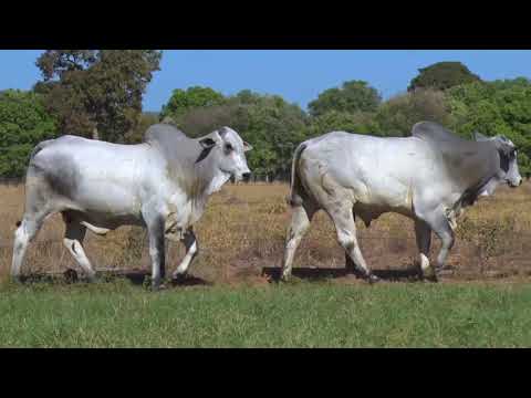 LOTE 70 | 41º MEGA LEILÃO ANUAL CARPA - TOUROS