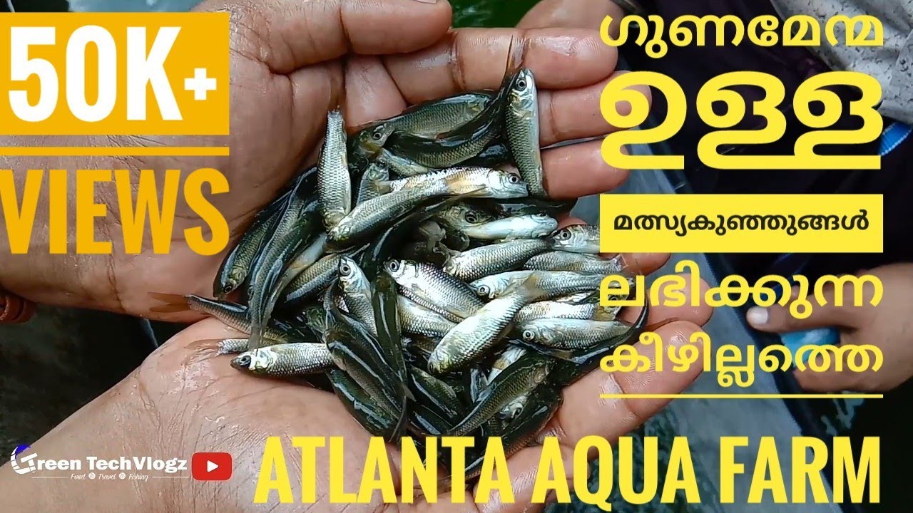 Fish farm in kerala Atlanta Aqua farm Keezhillam Ernakulam l green