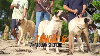 Kangal and Anatolian Shepherd dog  Trailer