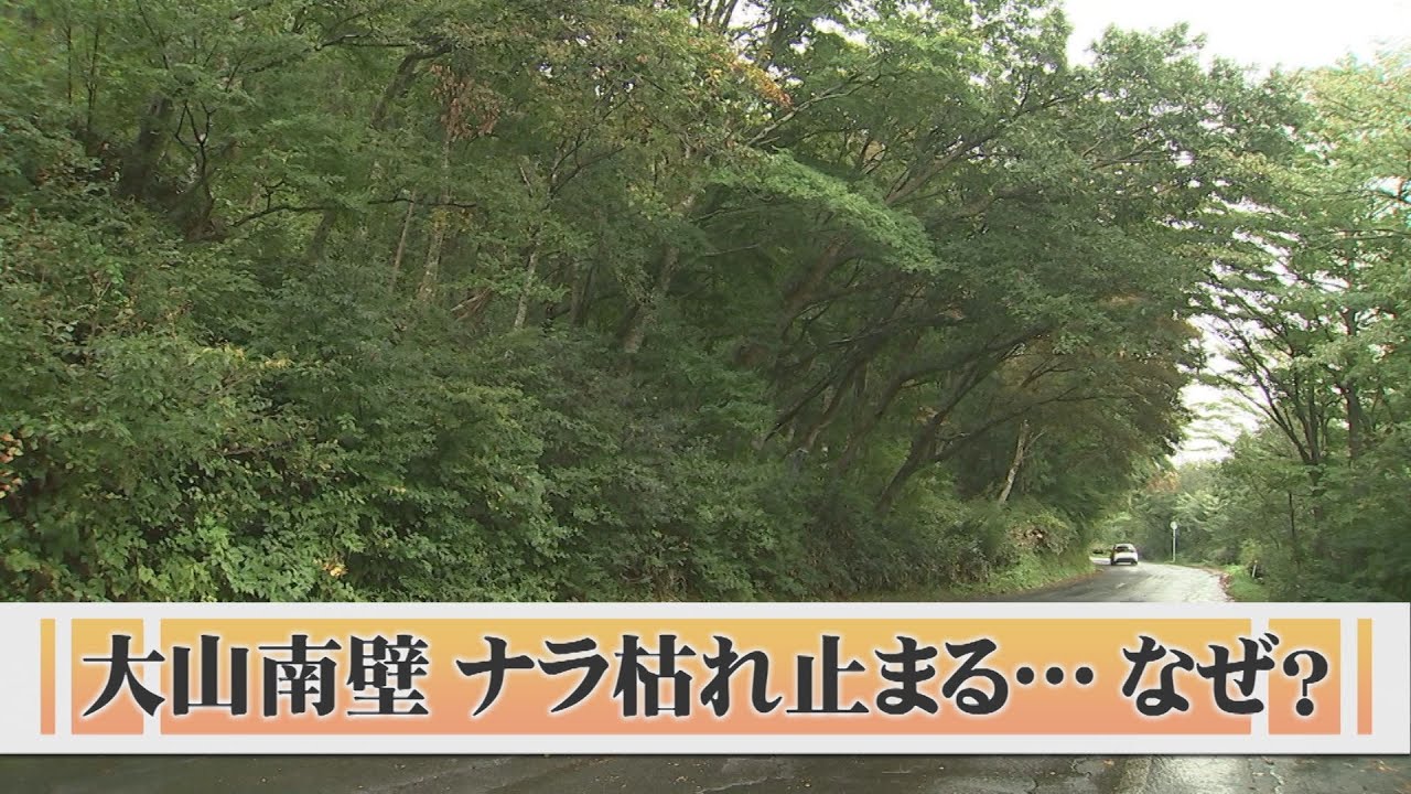 What's going on? A famous autumn foliage spot that was suffering