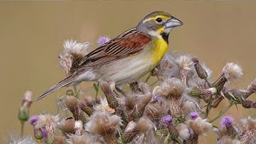 Adaptive Grazing 101: How to Graze with Wildlife in Mind