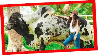 🔴 SARDO NEGRO EN MEXICO 🏆 Rancho el REDENTOR ✅ Vacas Lecheras y Carnicas