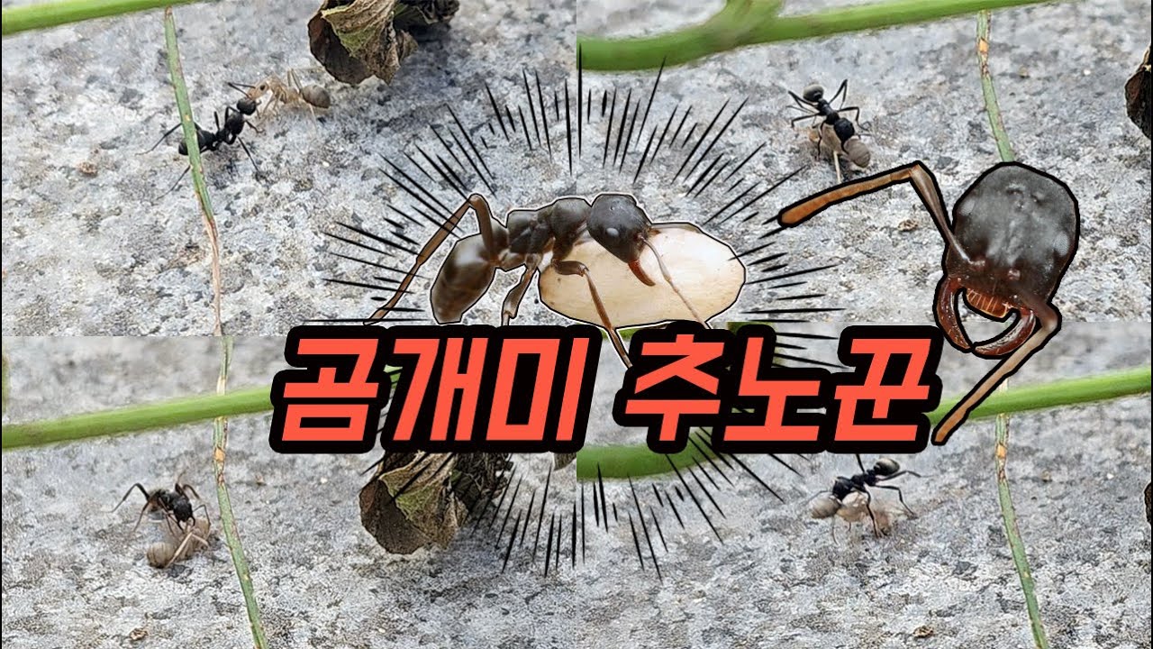 갓 나온 어린 개미를 노예로 사냥하네요. 오직 전투와 약탈만을 위해 태어난 개미입니다. [오브리더]