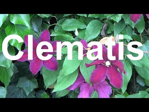Video: Wie man Clematis pflanzt - die Königin der Reben