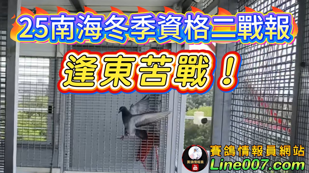 2025年南海冬季賽鴿資格二戰報：逢東苦戰！　#志鴻鴿舍 #龍哥 #星塵鴿舍 #賽鴿 #鴿子 #養鴿 #種鴿 #南海冬之戰 #pigeon