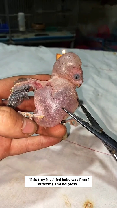 This tiny love bird baby was suffering #lovebirds #rescue