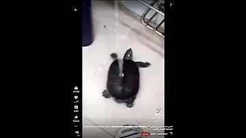 احمد محسن بيو ببيو بب 