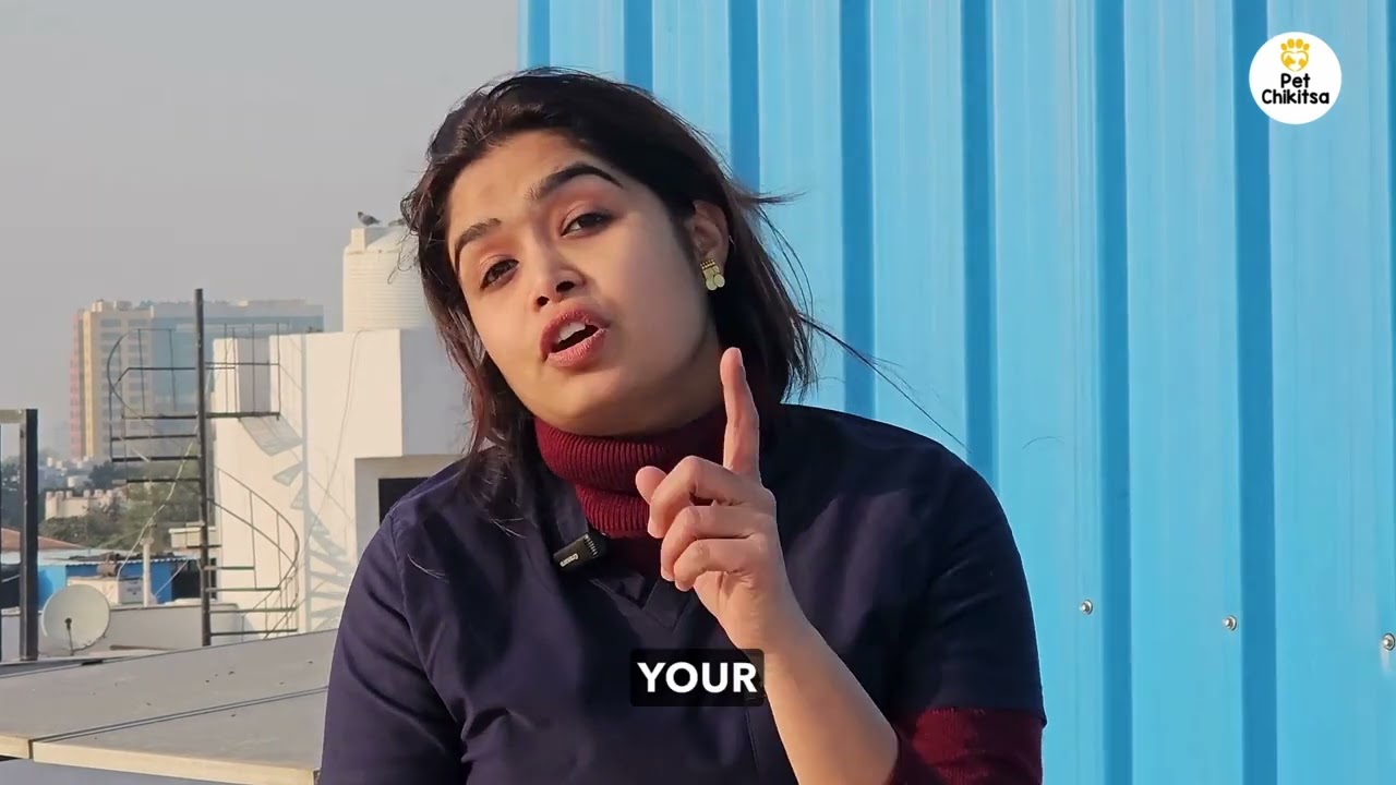 Motion Sickness in Dogs | 