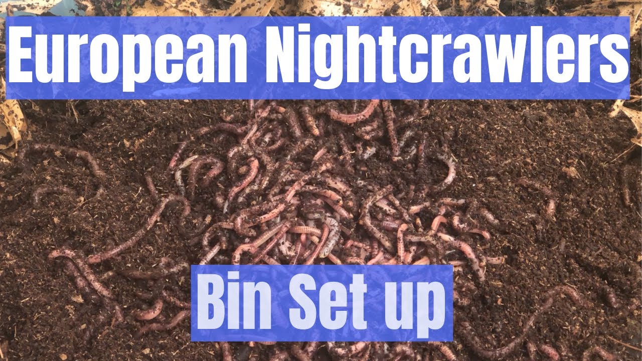European Nightcrawlers - How To Do Bin Set Up And Care For