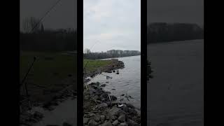 Feedern am Fluss #angeln #fishing #riverbarbel #feedern #river