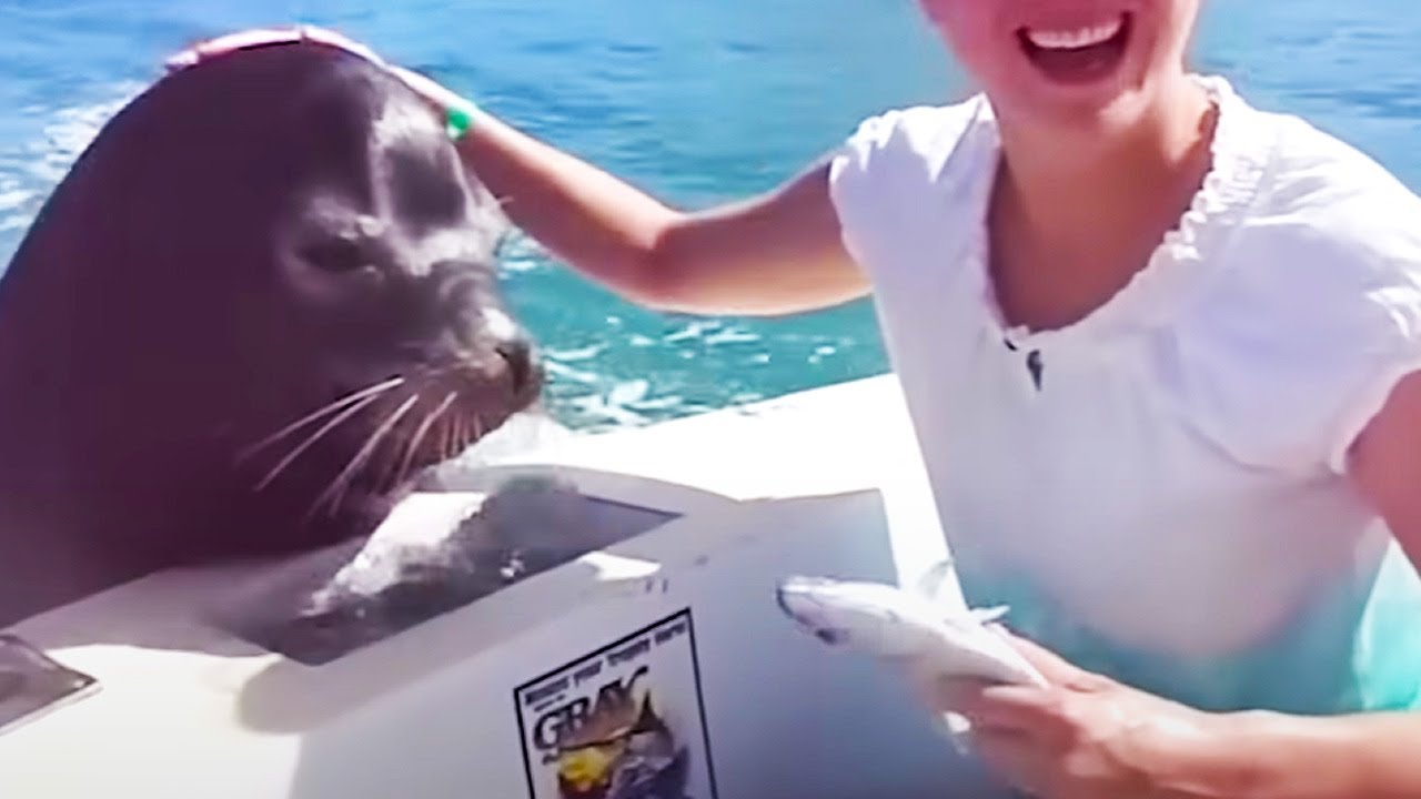 Ozzy Man Reviews MEGA COMPILATION 3 YouTube