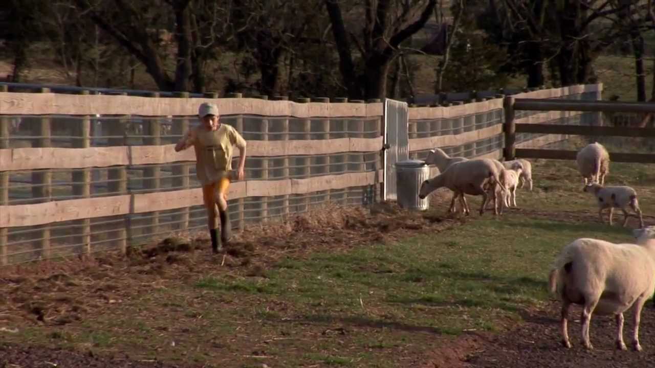 Quarry Hill Farms - Lambing film